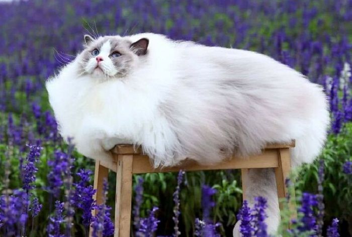 Ada yang Terlihat Seperti Tokoh Kartun, Lihat KucingKucing yang