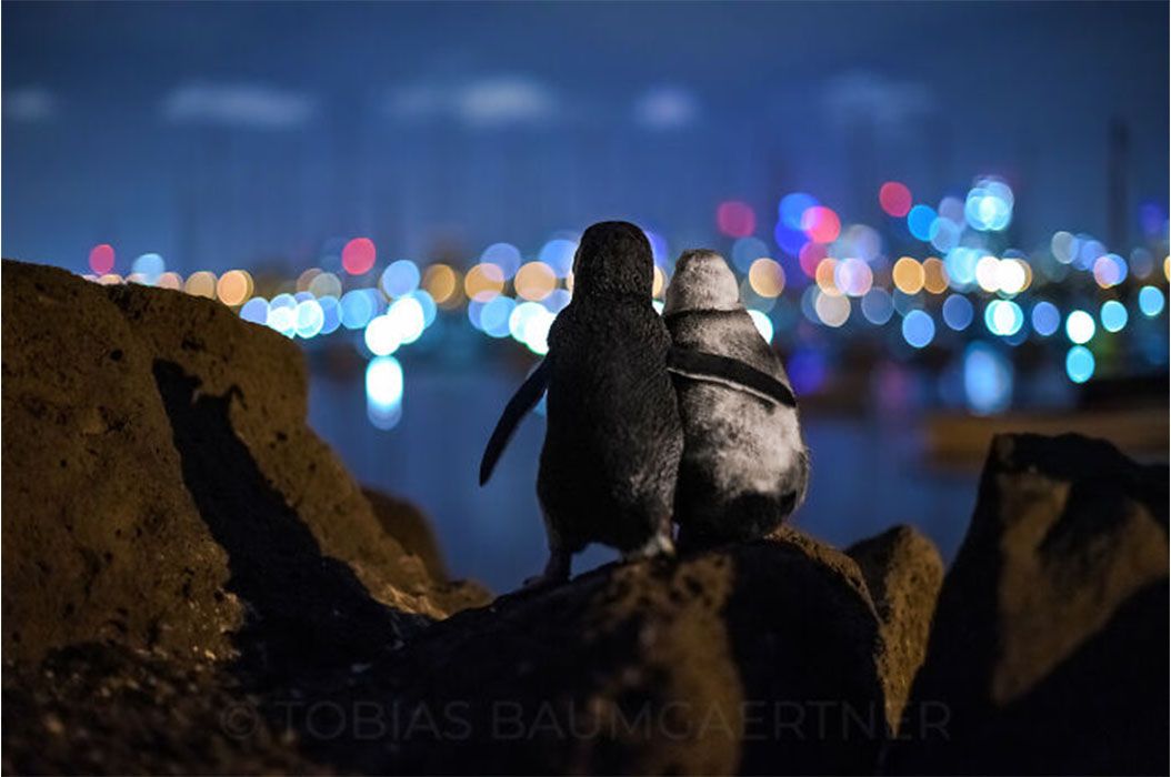 Foto Mengharukan 2 Penguin yang Saling Berpelukan Ini Berhasil