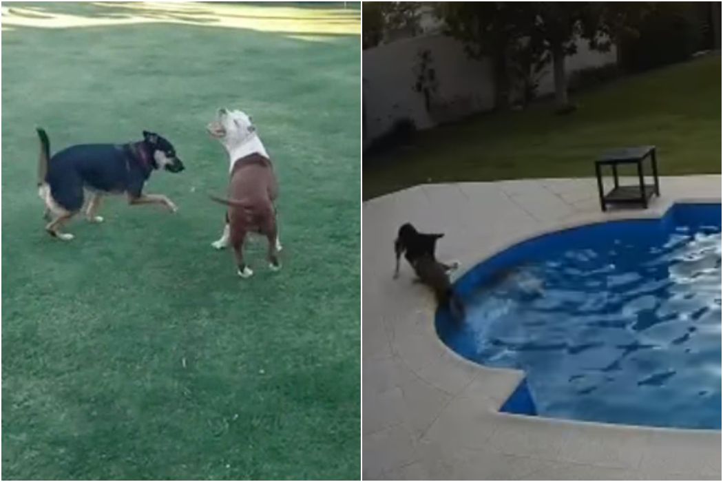 Seperti Pahlawan, Anjing Ini Menyelamatkan Anjing Tua yang Terjatuh ke