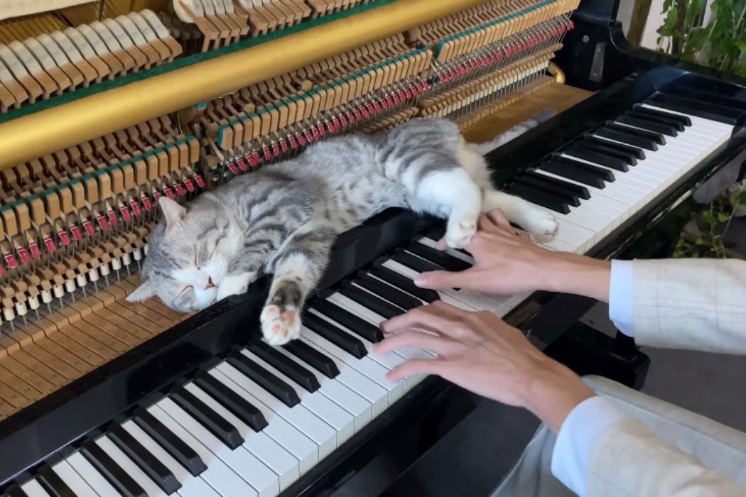 Gemasnya Haburu, si Kucing yang Selalu Tidur di Atas Piano saat