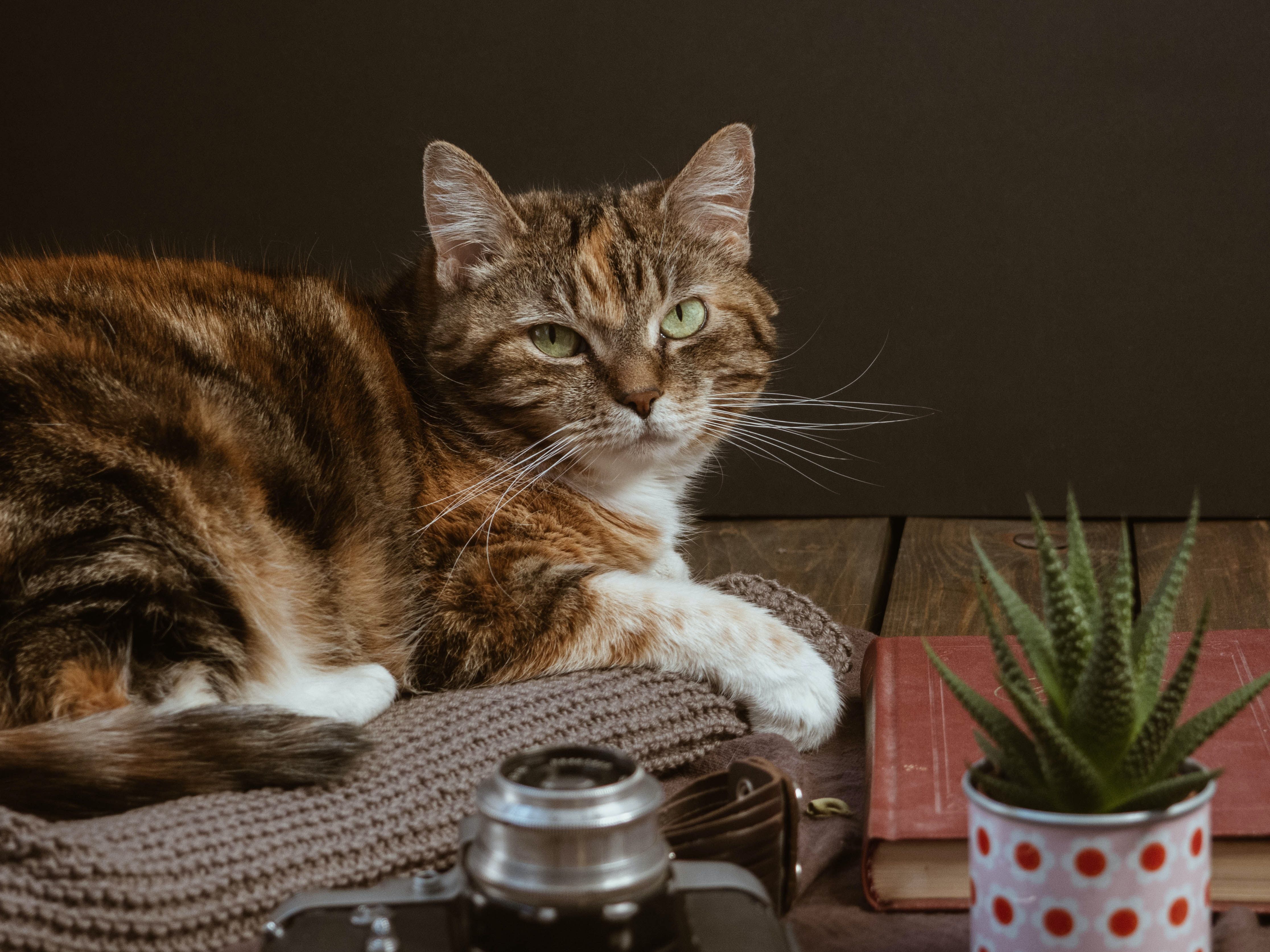 Apa Kucing Tahu saat Namanya Dipanggil? Coba 2 Cara Ini Saat Memanggil