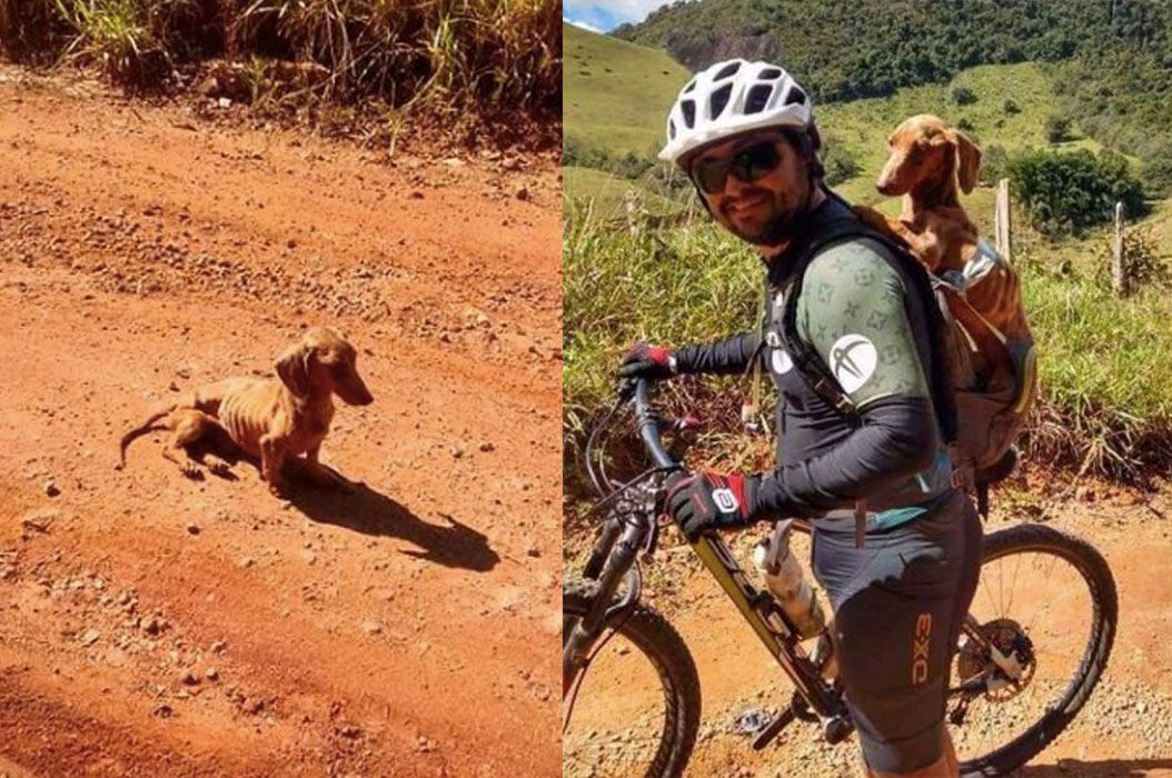 Bikin Terharu, Anjing Ini Terlantar di Jalanan dan Tak Ada yang Memberi