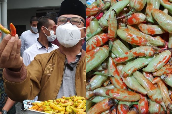 Oknum Petani yang Lakukan Penyemprotan Cabai Merah dengan ...
