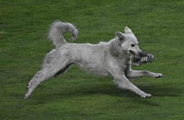 Seekor Anjing Jalanan 'Mengganggu' Pertandingan Sepak Bola, Ada Akhir