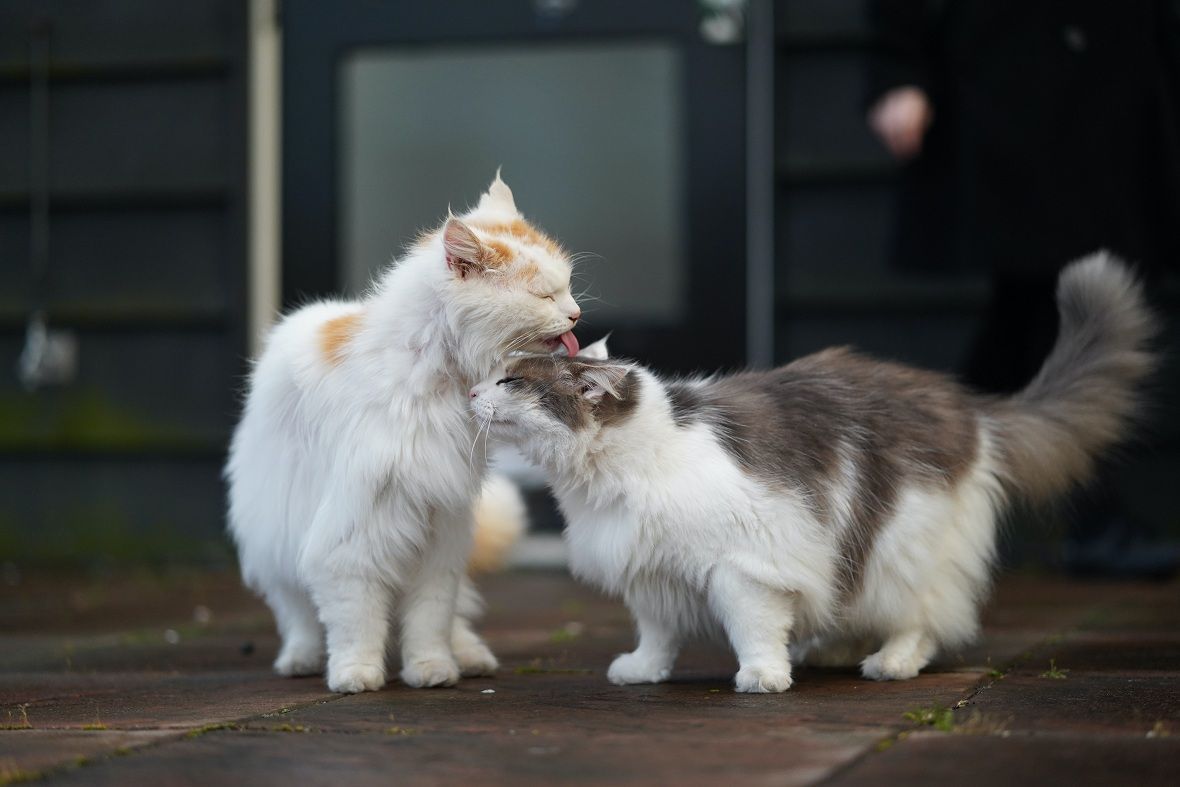 Mengapa Kucing Suka Menjilati Dan Menggigiti Tangan Kita Cari Tahu Penyebabnya Yuk Semua Halaman Bobo