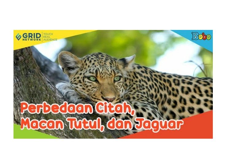 Citah, Macan Tutul, dan Jaguar Termasuk Keluarga Kucing Besar, Ketahui
