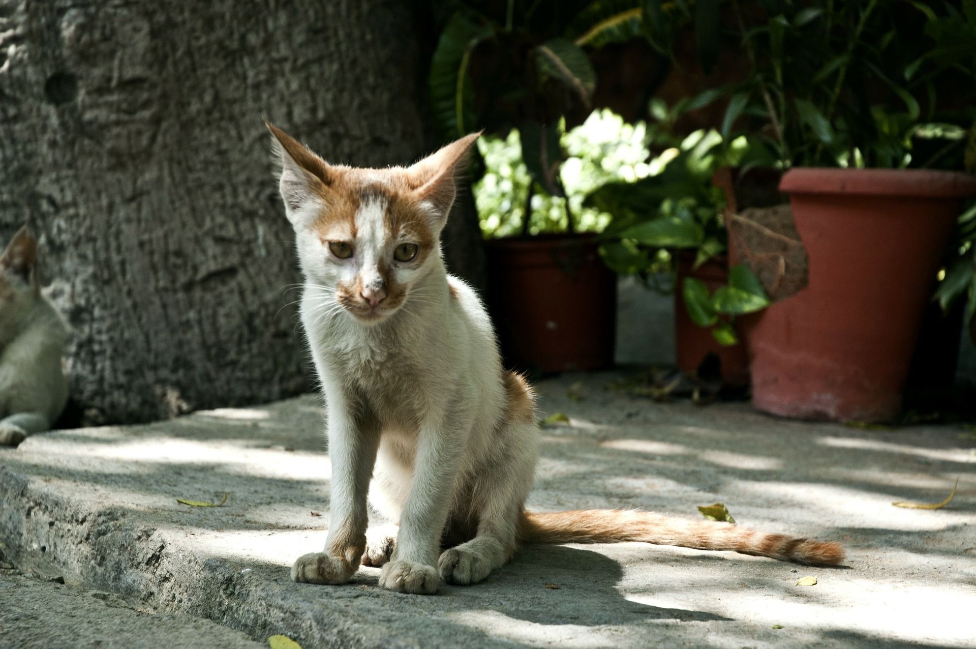 Penyebab, Ciri-Ciri, dan Cara Mengatasi Kucing Cacingan, Coba Periksa