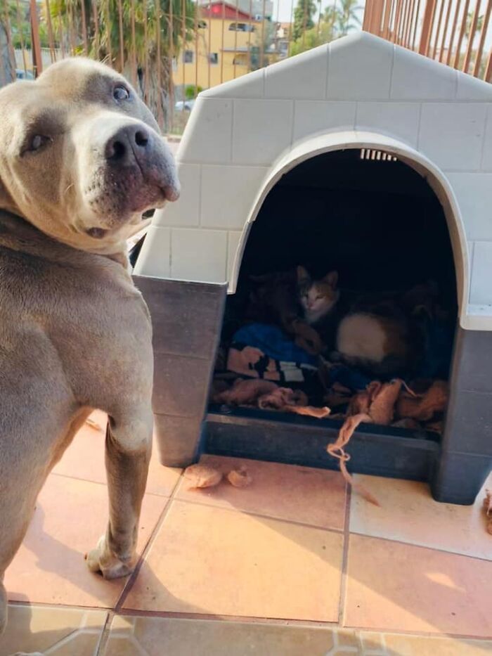 Bikin Terharu Anjing Pitbull Ini Meminjamkan Rumah Anjingnya Untuk Induk Kucing Liar Yang Akan Melahirkan Semua Halaman Bobo