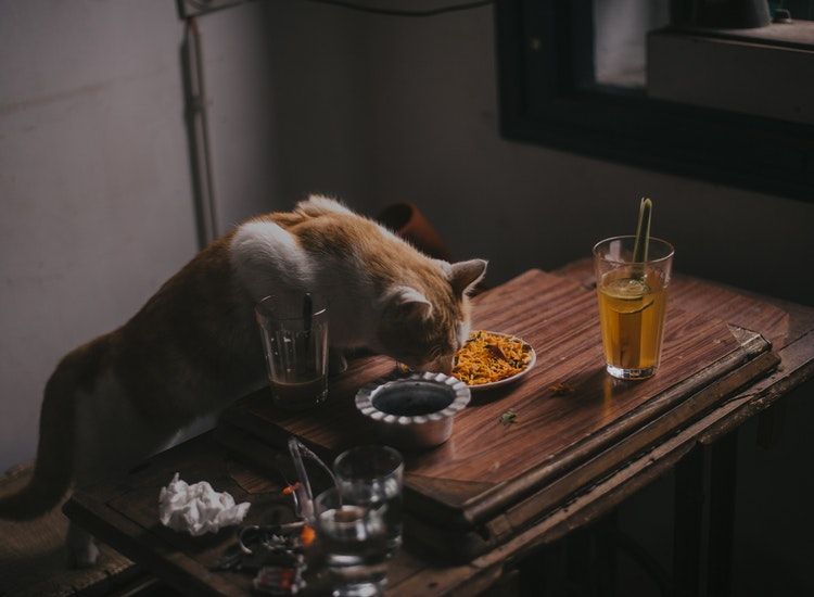 BERITA POPULER 5 Makanan yang Tak Boleh Diberikan pada Kucing Hingga