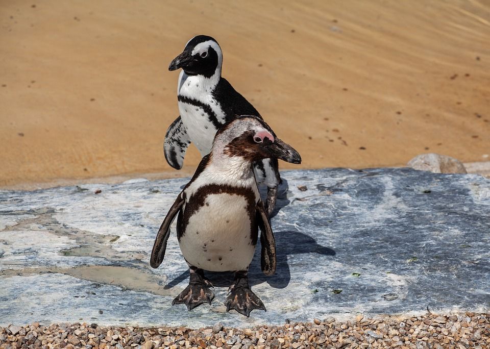 Penguin Afrika, Penghuni Ujung Selatan yang Bersarang di Dalam Lubang