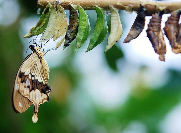 Daur hidup hewan yang mengalami perubahan bentuk disebut