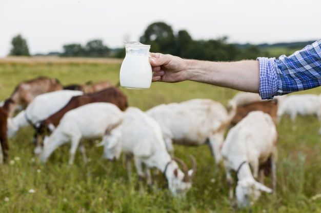 Tak Selalu Panen Keberuntungan Arti Mimpi Kambing Bisa Juga Pertanda Hidup Bakal Apes Berikut Penjelasan Lengkapnya Tak Selalu Panen Keberuntungan Arti Mimpi Kambing Bisa Juga Pertanda Hidup Bakal Apes Berikut Penjelasan Lengkapnya