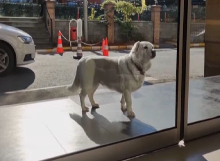 Mengharukan, Seekor Anjing Setia Menunggu di Depan Rumah Sakit Selama 6