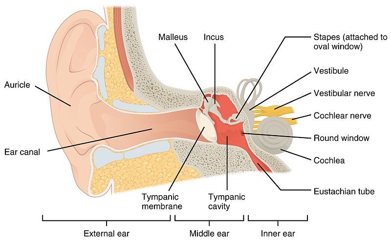 Apa yang terdapat pada rumah siput di bagian telinga