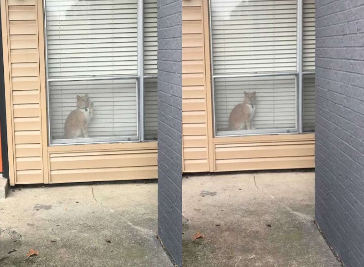 Sempat Dikira Hilang oleh Pemiliknya, Kucing Oranye Ini Ternyata