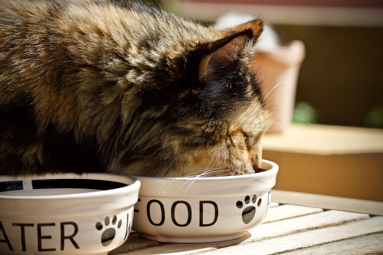 Biasanya Lahap Ternyata Ini Penyebab Kucing Bisa Tiba Tiba Kehilangan Selera Makan Kids