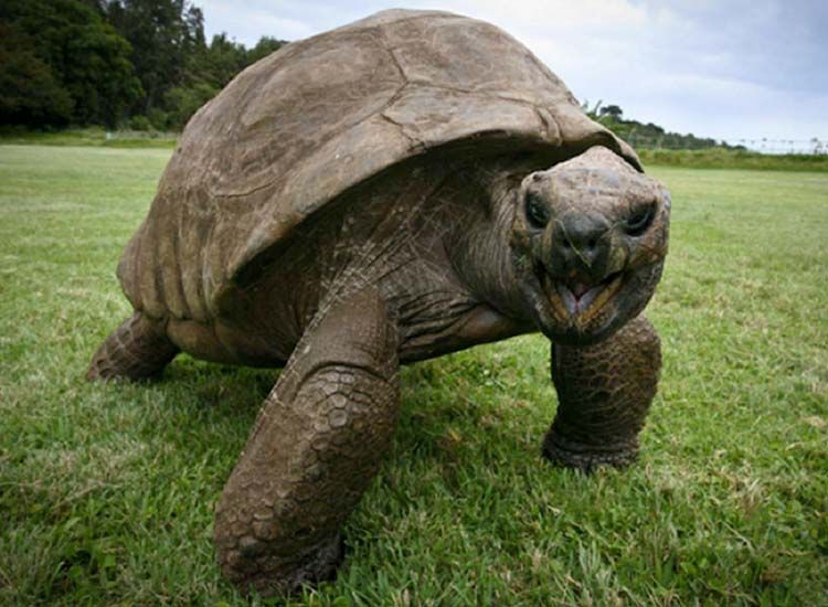 Tahun Ini Usianya 189 Tahun, Inilah Kisah Mengharukan Kura-Kura Tertua