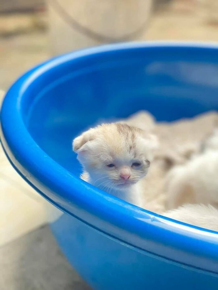 Super Mini dan Terlihat Enggak Berdosa, Begini Potret 10 Anak 