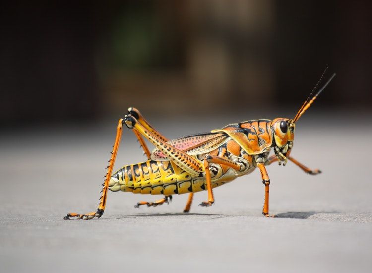 Sistem Pernapasan Serangga Organ Pernapasan Fungsi Dan Letaknya Semua Halaman Bobo