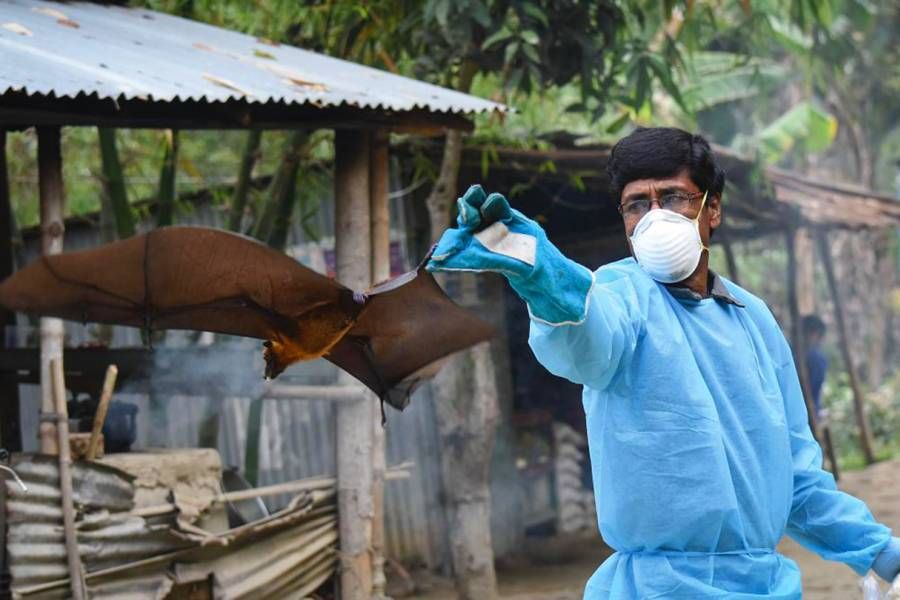 Menular dan Dapat Akibatkan Kerusakan Otak, Studi Sebut Virus Nipah