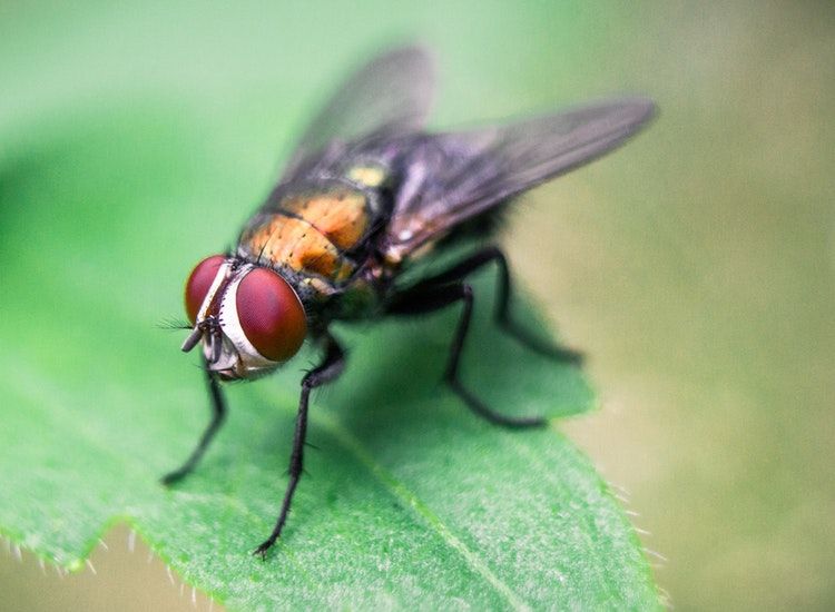 Bisa Usir Lalat Dengan Cepat Coba Gunakan 6 Bahan Alami Ini Di Ruang Rumah Salah Satunya Pakai Cabe Rawit Semua Halaman Bobo Bisa Usir Lalat Dengan Cepat Coba Gunakan 6 Bahan Alami Ini Di Ruang Rumah Salah Satunya Pakai Cabe Rawit Semua Halaman Bobo