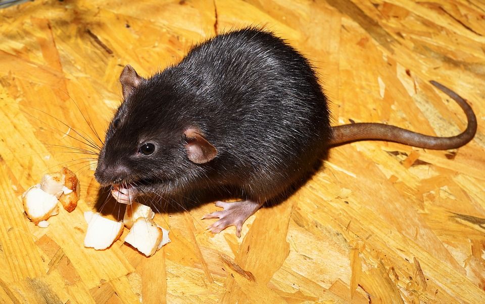 4 Jenis Penyakit Yang Ditularkan Oleh Tikus
