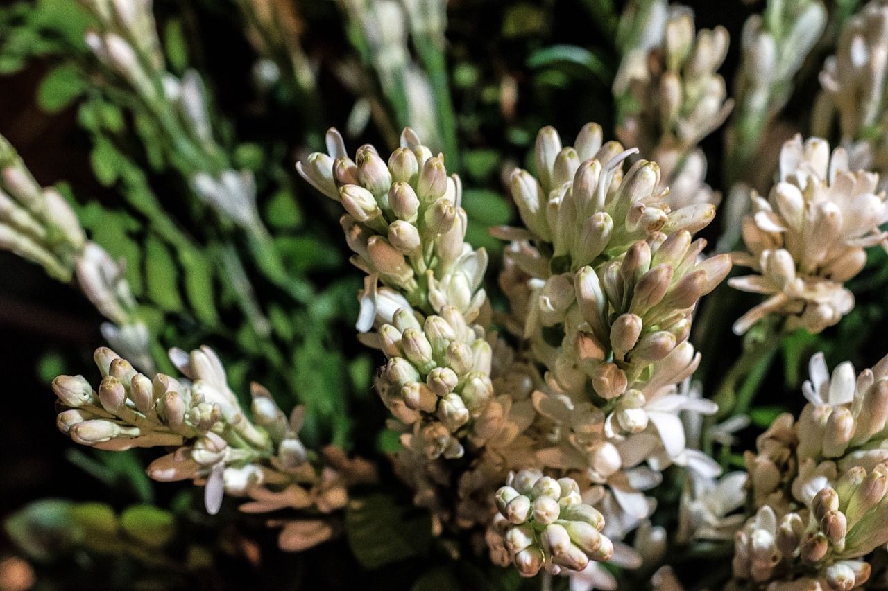 Tuberosebyblooms Did You Know Tuberose In Malay Known As A Bunga Harum Sundal Malam And Bunga Sedap Malam Facebook