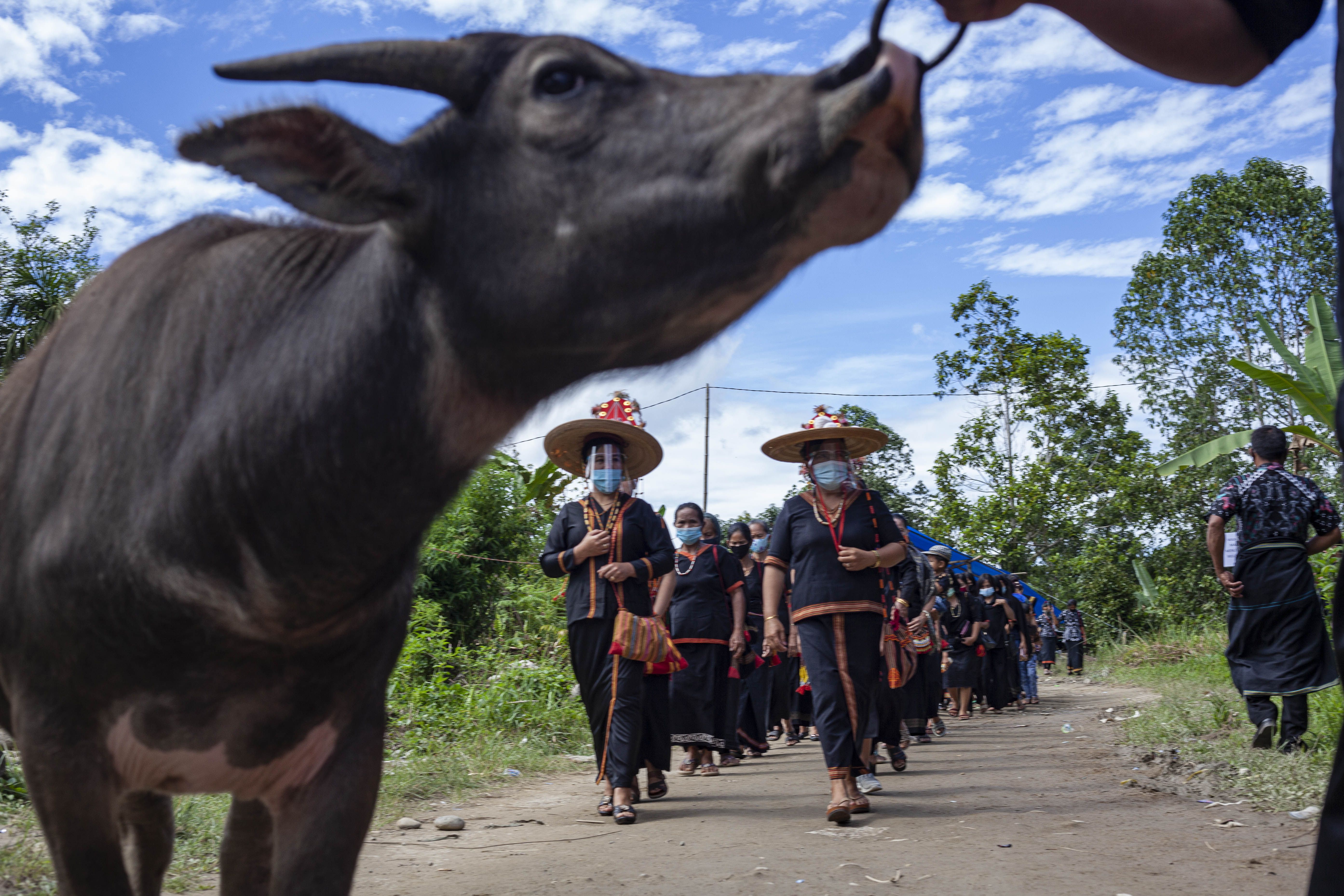 Mengikuti Ritual Rambu Solo Di Mamasa Apa Bedanya Dengan Di Toraja Semua Halaman National Geographic