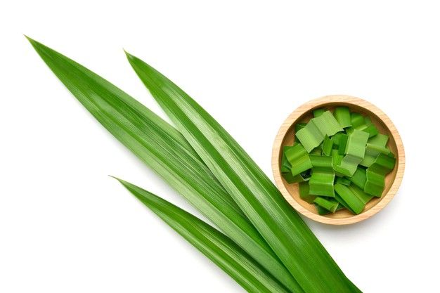 cara mengolah daun pandan untuk asam urat - aroma medan