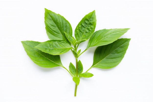 Jangan Cuma Jadi Lalapan Air Rebusan Daun Kemangi Ternyata Bisa Mencegah Tubuh Terserang Penyakit Mematikan Ini Gak Nyangka Semua Halaman Sajian Sedap Jangan Cuma Jadi Lalapan Air Rebusan Daun Kemangi Ternyata Bisa Mencegah Tubuh Terserang Penyakit Mematikan Ini Gak Nyangka Semua Halaman Sajian Sedap