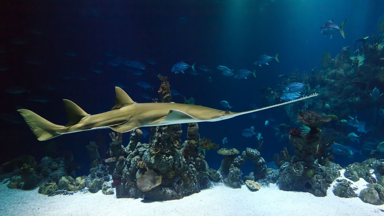 540+ Ikan Hiu Air Tawar Aquarium Gratis