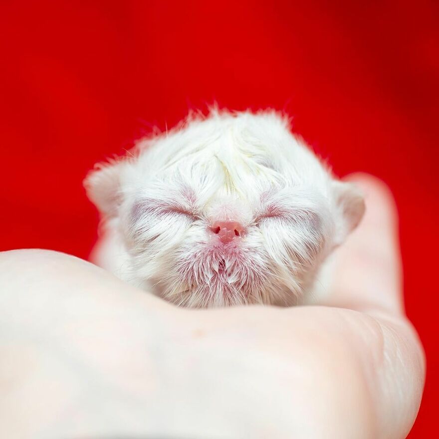 Unik! Anak Kucing Ini Terlahir dengan Wajah Mirip Seperti ...