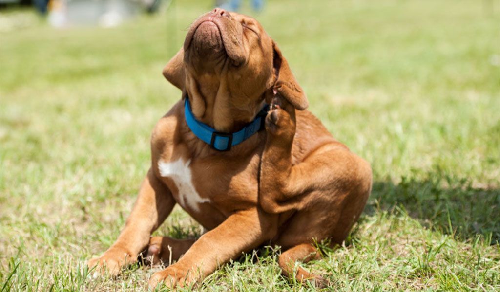 Atasi Serangan Brutal Kutu Anjing Bagian Rumah Ini Harus Dibersihkan Semua Halaman Idea