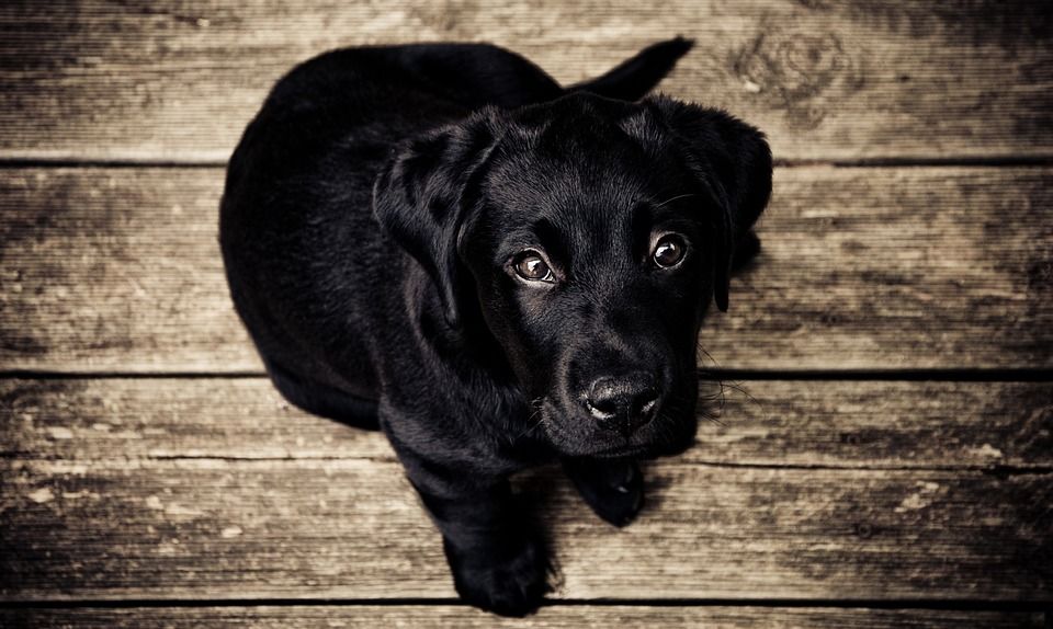 Arti mimpi digigit anjing di kaki menurut islam