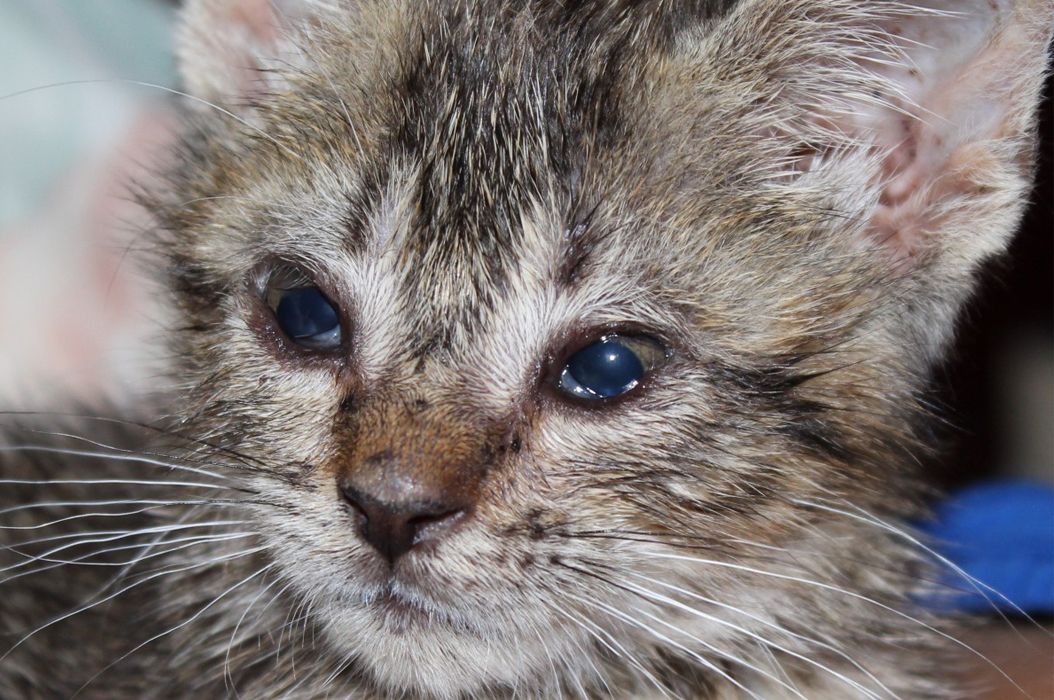 Mata Kucing Terus Berair, Apakah Berbahaya dan Perlu ke Dokter 