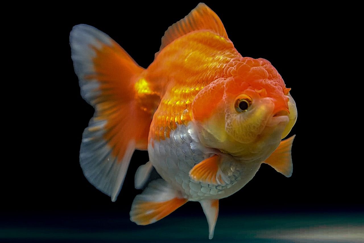 Rekomendasi Ikan Hias Murah Untuk Mempercantik Akuarium Di Rumah
