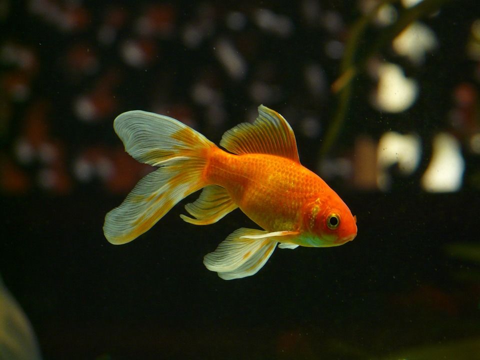 Tafsir Mimpi Melihat Ikan Menurut Islam Partanda Apakah Ini Semua Halaman Suar