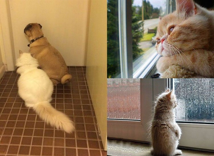 Gemas Sekaligus Haru, Kucing-Kucing Ini Merindukan Pemiliknya 