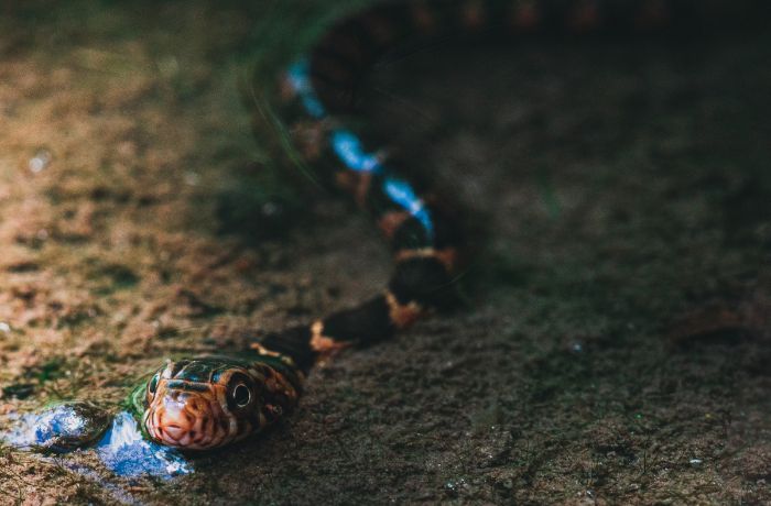 Bukan Pertanda Jodoh Sudah Dekat Berikut Makna Sesungguhnya Mimpi Dililit Ular