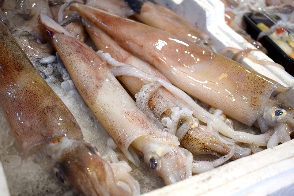 Apa bedanya cumi cumi vs sotong