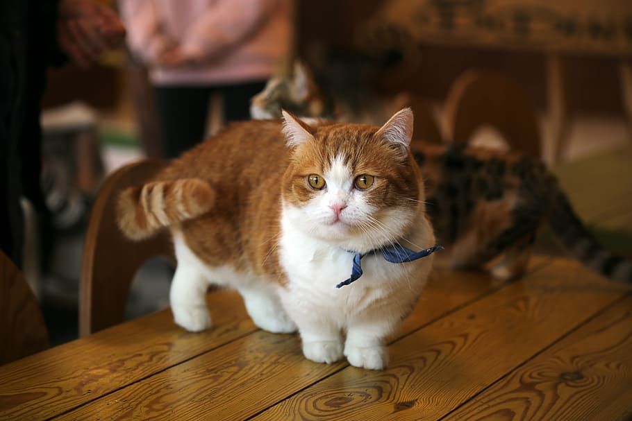 Cara Merawat Kucing yang Terkena Infeksi Telinga, Kenali Gejalanya 