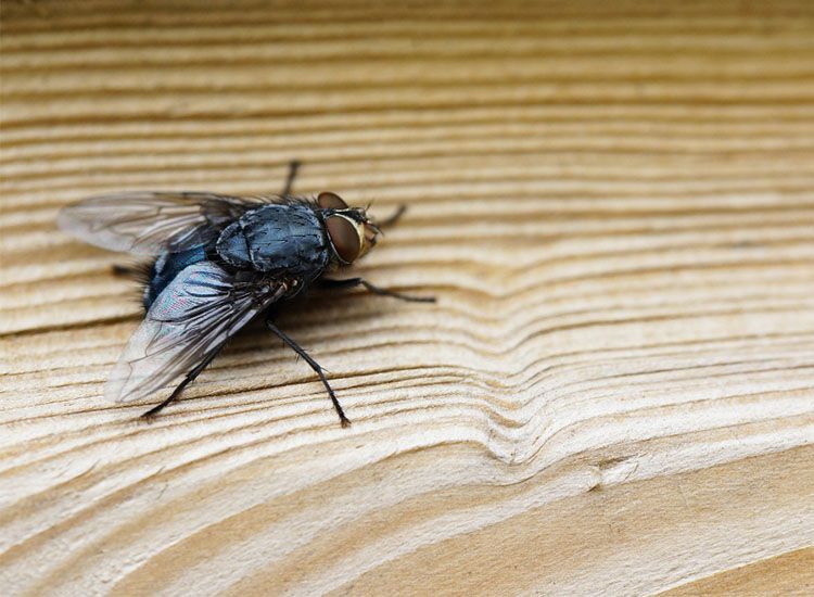 6 Cara Mudah Usir Lalat Dari Rumah Dijamin Ampuh Walau Cuma Pakai Bahan Yang Ada Di Rumah Semua Halaman Bobo