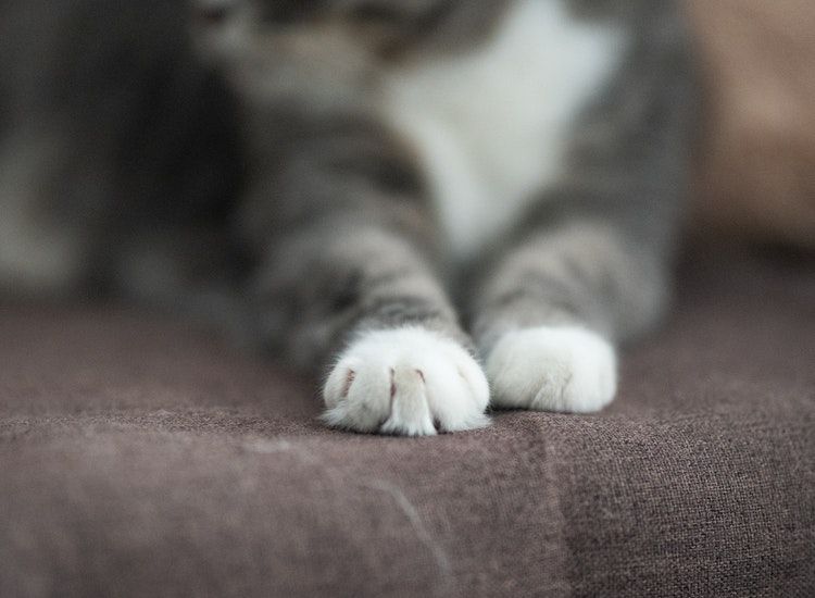 Kucing Suka Mencakar Barang di Rumah? Coba Lakukan 4 Cara Mudah 