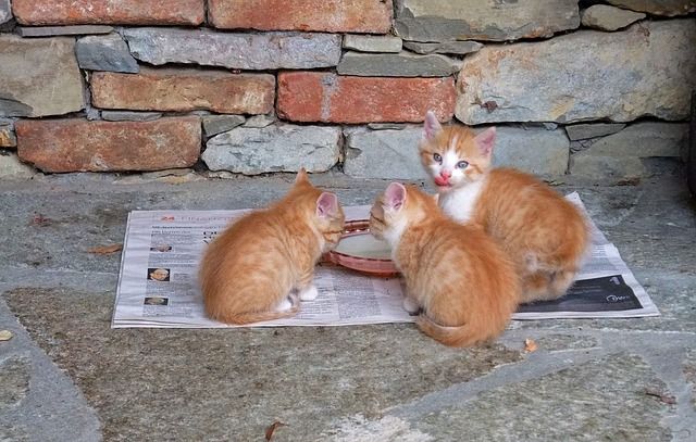 Kenali Manfaat Susu Beruang Untuk Kucing Dengan Kandungan Baiknya Semua Halaman Kids