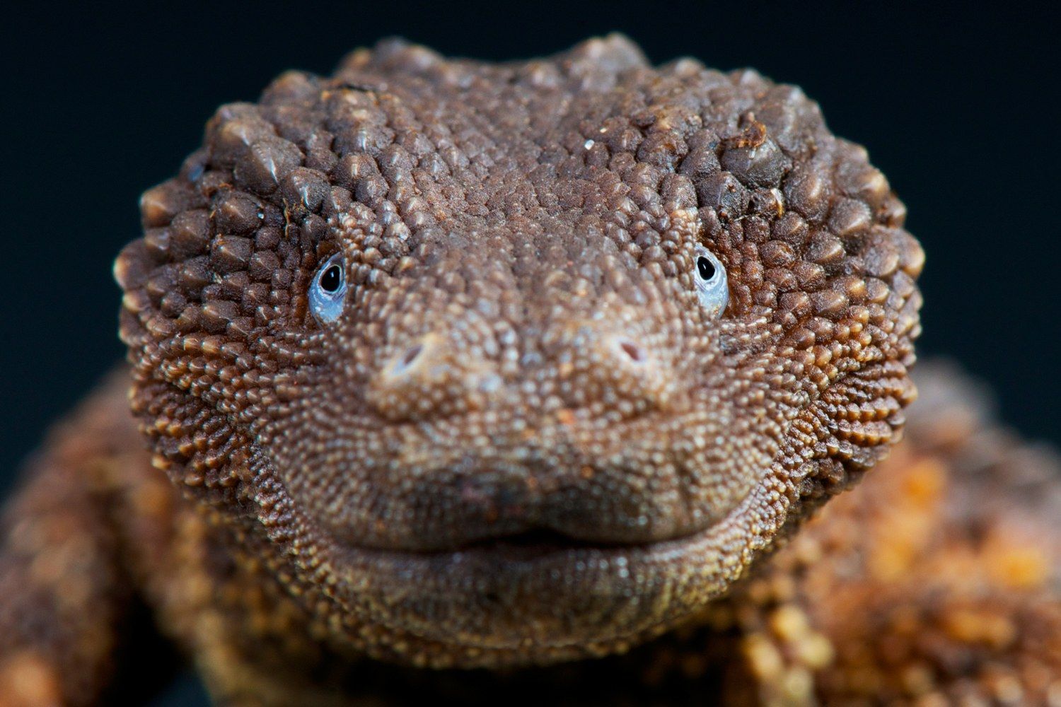 Biawak Kalimantan Ungkap Peran Kebun Binatang dalam Perdagangan Satwa -  Semua Halaman - National Geographic