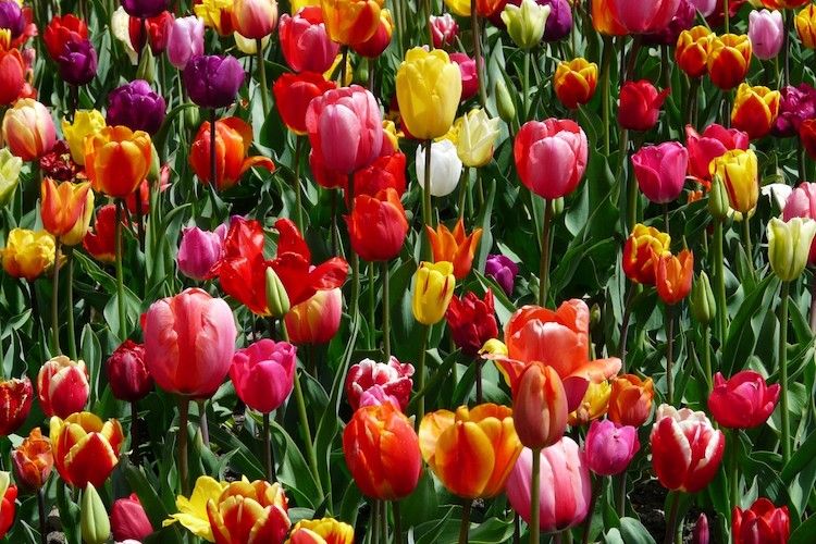 Sebutkan Tingkatan Klasifikasi Hewan Dan Tumbuhan Dari Yang Tertinggi Hingga Terendah Semua Halaman Adjar Sebutkan Tingkatan Klasifikasi Hewan Dan Tumbuhan Dari Yang Tertinggi Hingga Terendah Semua Halaman Adjar