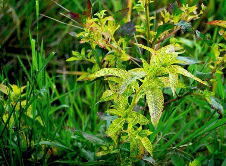 4 Jenis Gulma Yang Dapat Menyerang Tanaman Penting Diketahui Agar Mudah Membasminya Semua Halaman Bobo