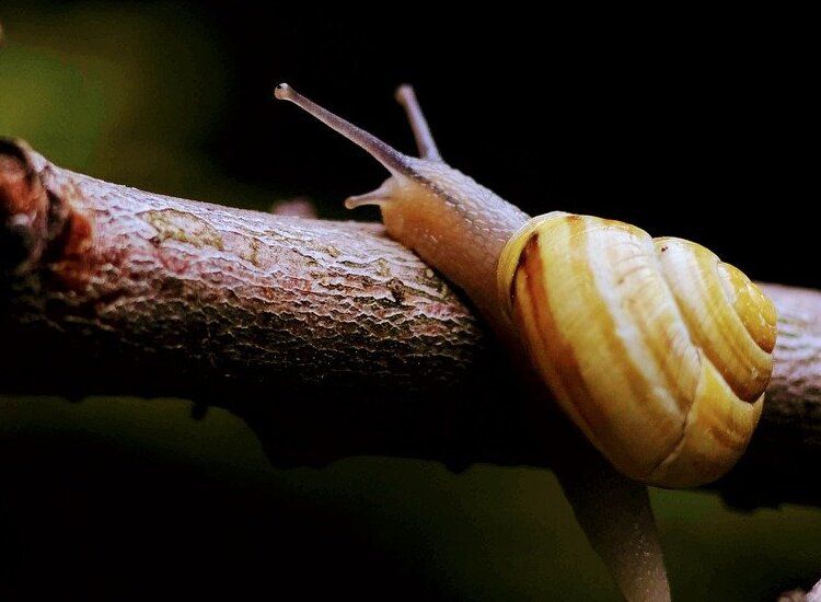 Contoh Contoh Hewan Vertebrata Dan Invertebrata Dengan Cara Gerak Yang Berbeda Beda Semua Halaman Bobo