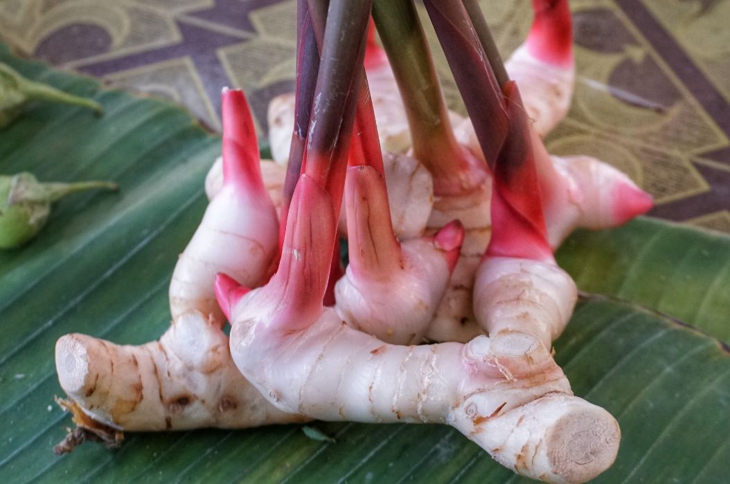 Bu ayu ingin membudidayakan jahe merah bagaimana cara yang tepat untuk mengembangbiakan tanaman ters