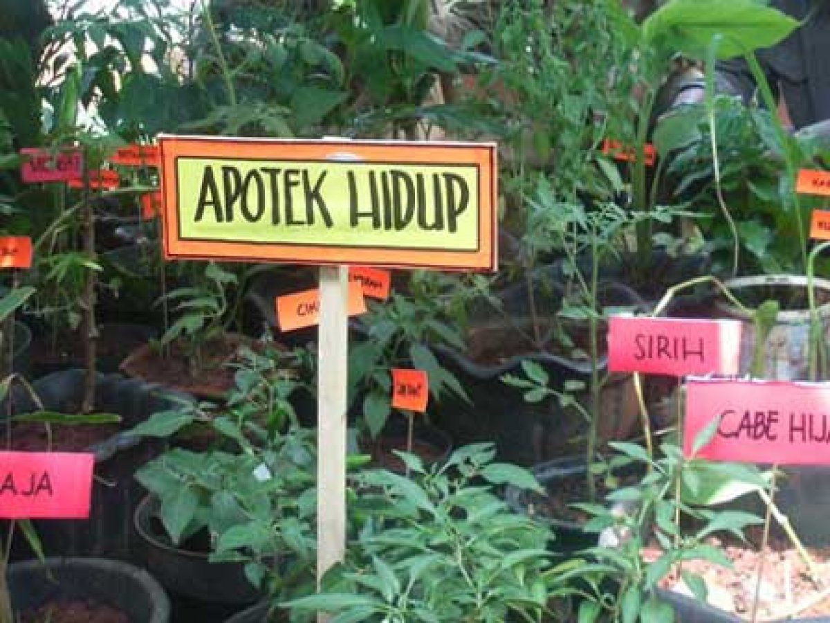 17 Tanaman Obat Yang Baiknya Ada Di Pekarangan Sebagai Apotek Hidup Juga Penghias Semua Halaman Grid Health